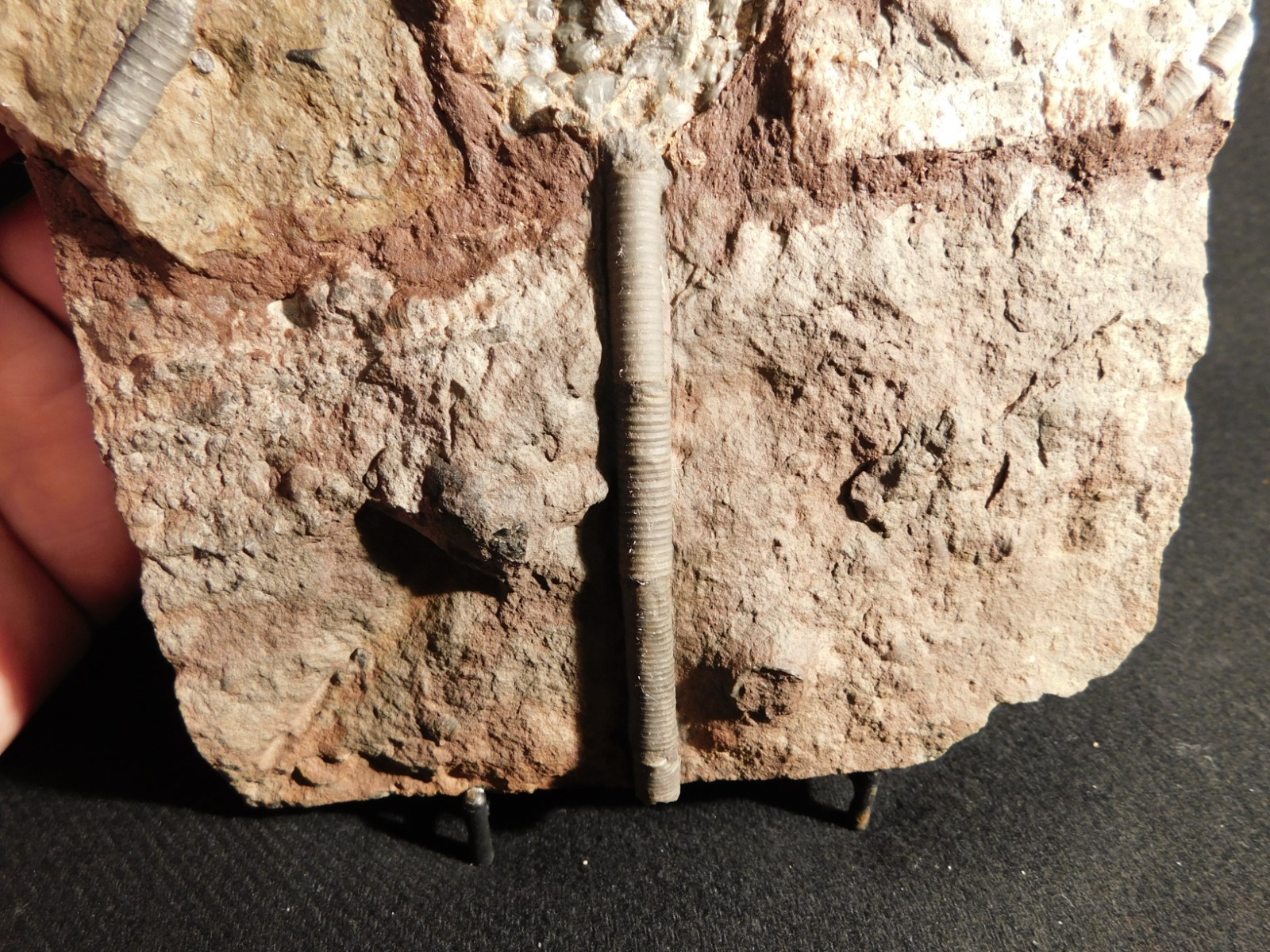 wOw! BIG! 430 Million Year Old! CRINOID Fossil or Sea LILY Fossil Morocco 1144gr