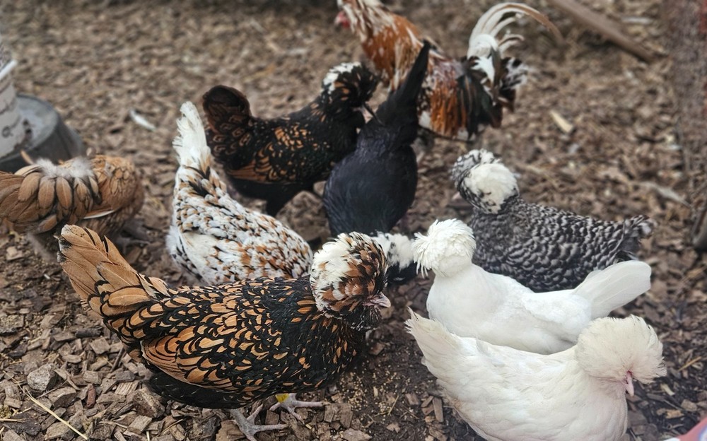 12 Polish Hatching Eggs