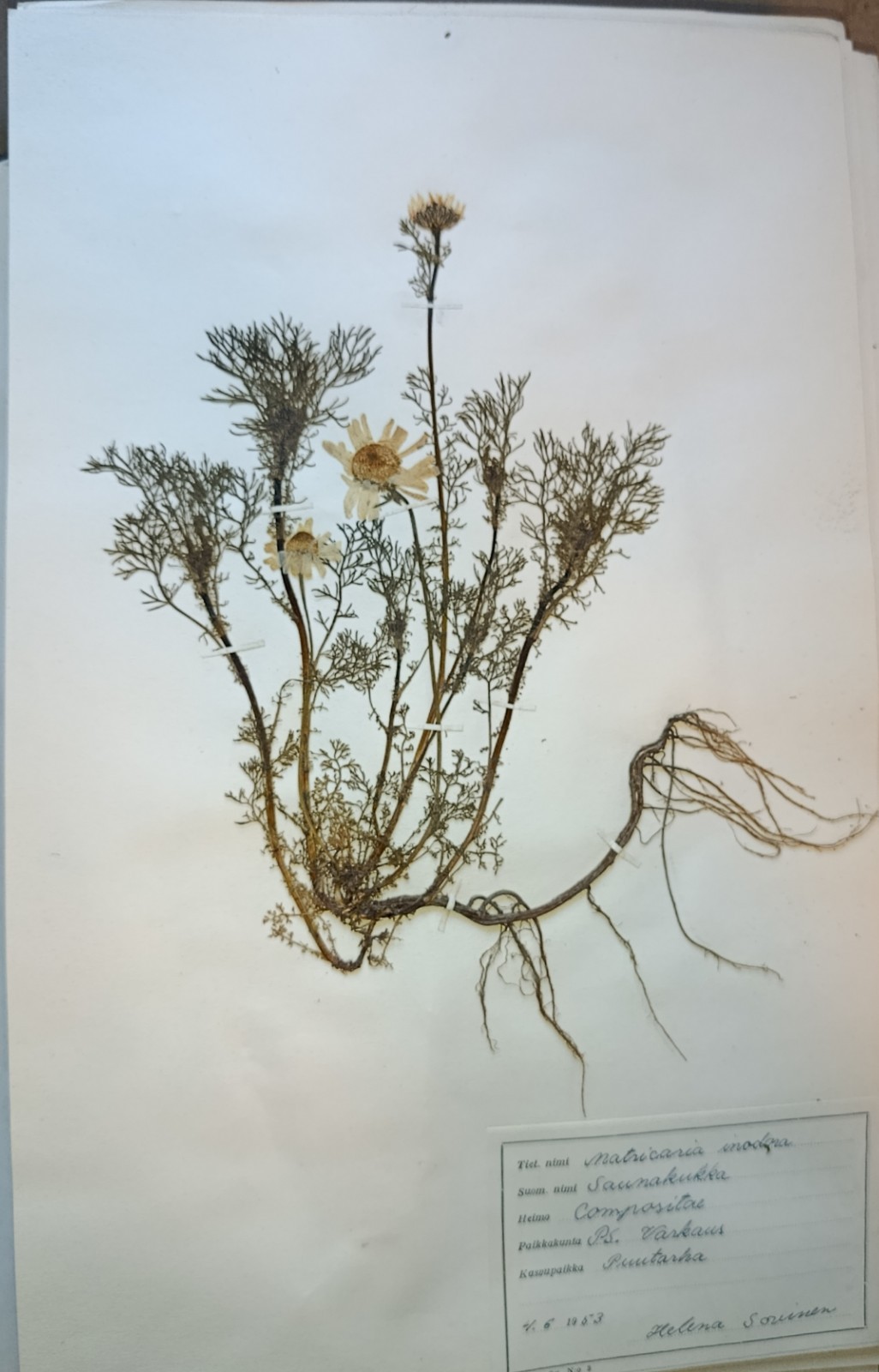 Antique Finnish Swedish Herbarium Botanical Pressed Plant specimens scrapbook