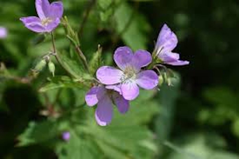 10 Wild Geranium Cranesbill Bare Roots Wildflower