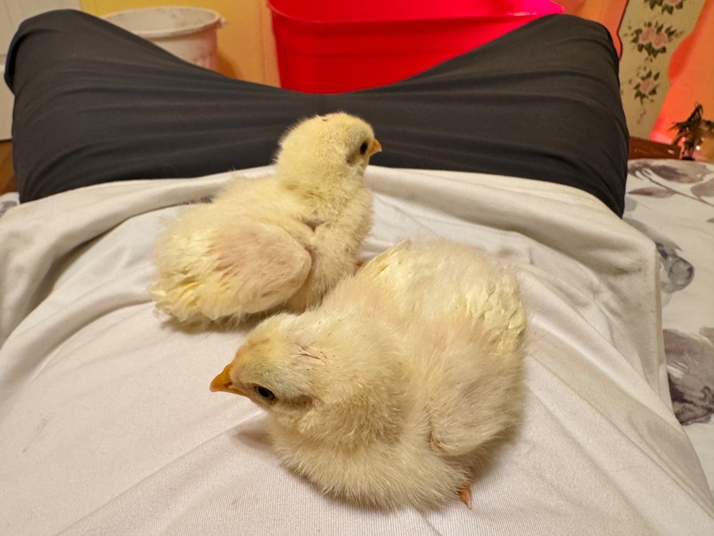 12 Lamona Eggs CRITICALLY ENDANGERED Heritage Breed Chicken Hatching Eggs
