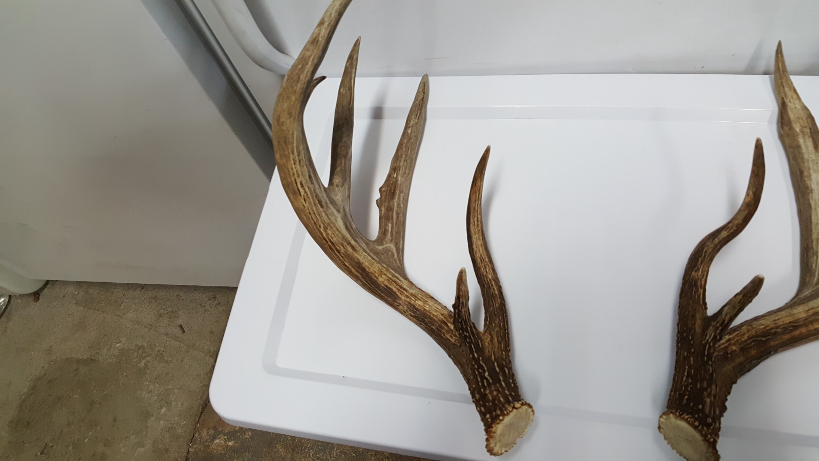 WILD 170" Dark WHITETAIL DEER ANTLER SHED antlers mule mount elk moose