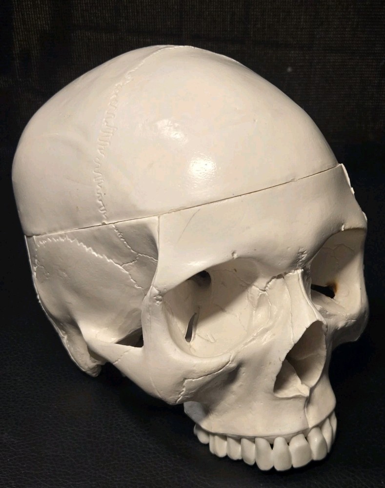 Realistic Anatomical Human Skull Model