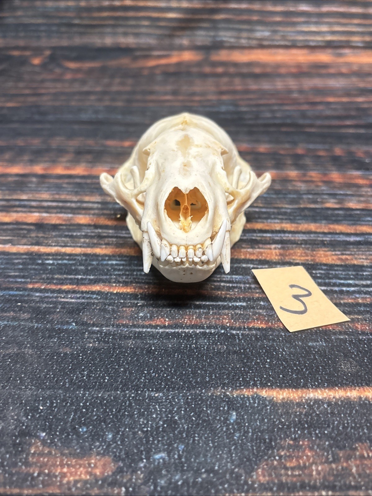 Real XL Badger Skull Unique Gift Halloween Craft Animal Mount Art Model Head Odd