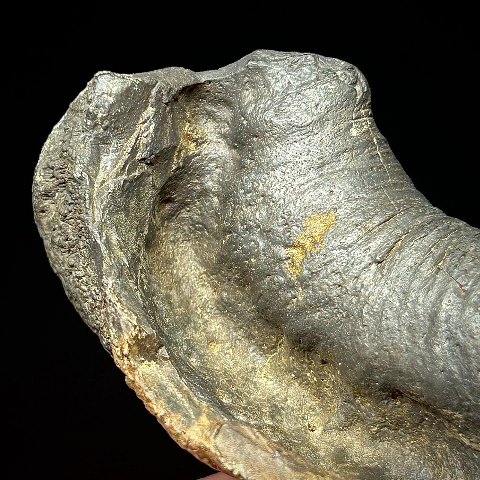 Fossilized Tympanic Bulla Cetacean Ear Bone Fossil 3.87" Pliocene Era Whale