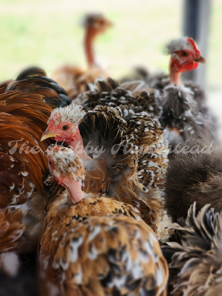 6 Calico Cochin Bantam Hatching Eggs