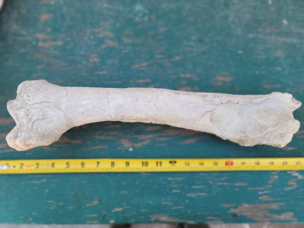 Titanothere Brontothere matched Radius and Ulna large leg bones complete example