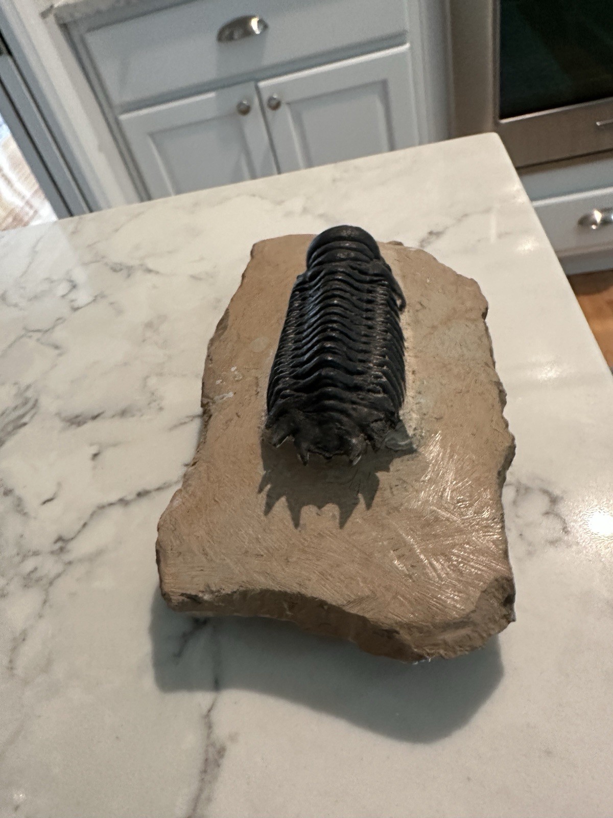 High Detail Devonian TRILOBITE Fossil from The Atlas Mountains 393 Mil Yrs. Old