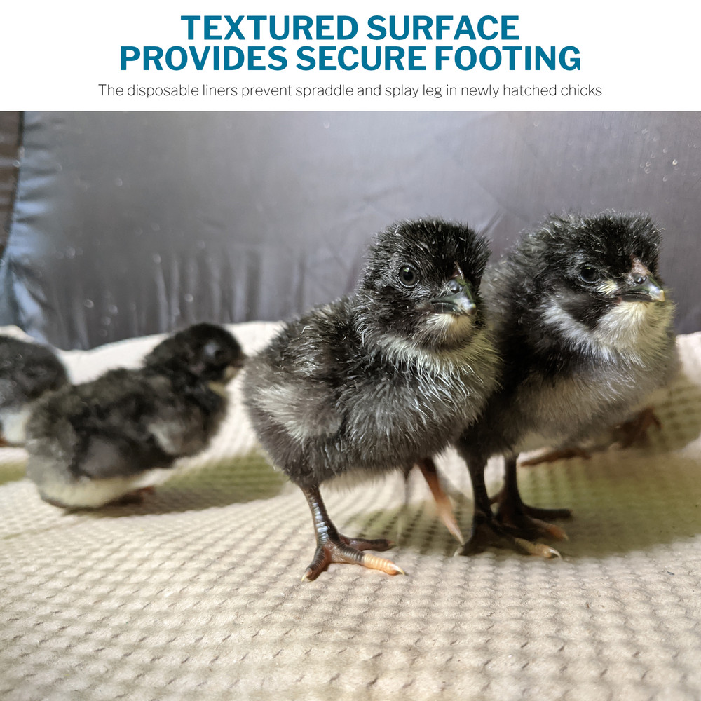 Incubator Warehouse Insta Brooder™ Enclosed Brooder Pen for Hatchlings