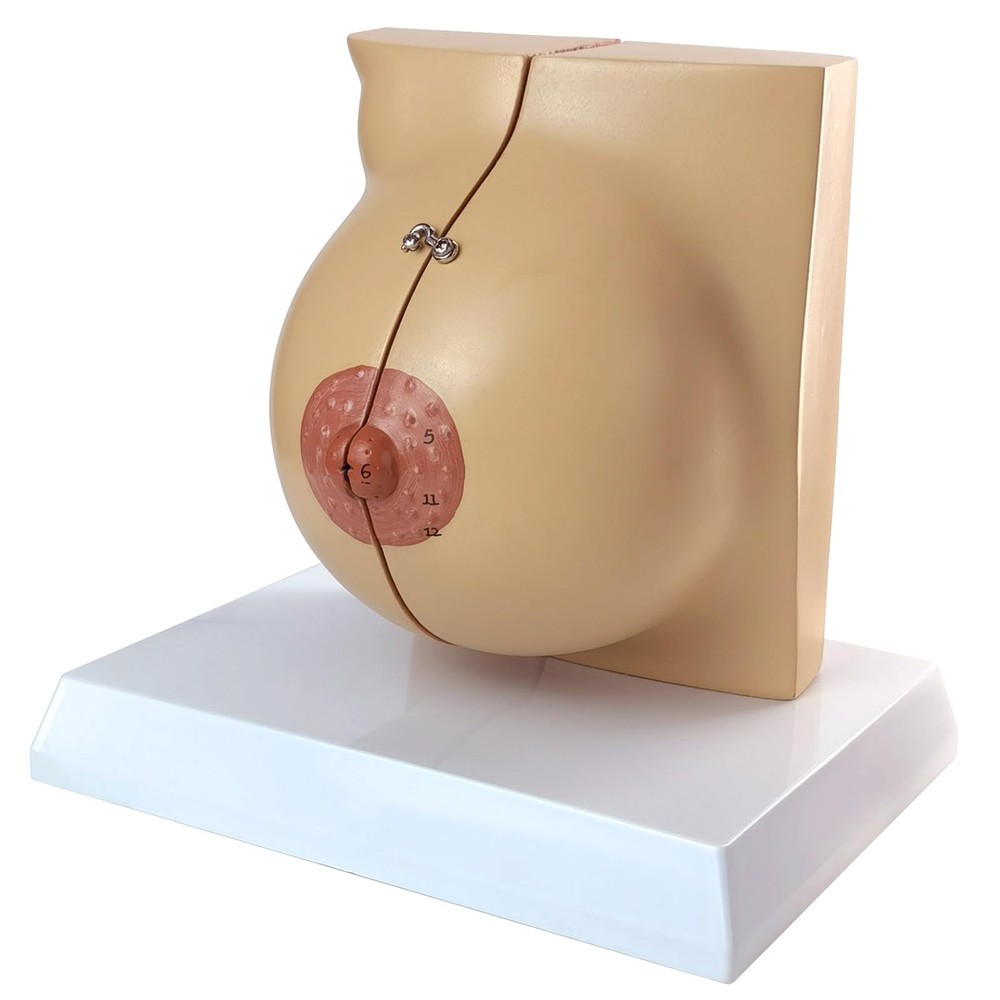 Non-lactating Breast Model, Breast Sagittal Section Anatomical Display Model,...