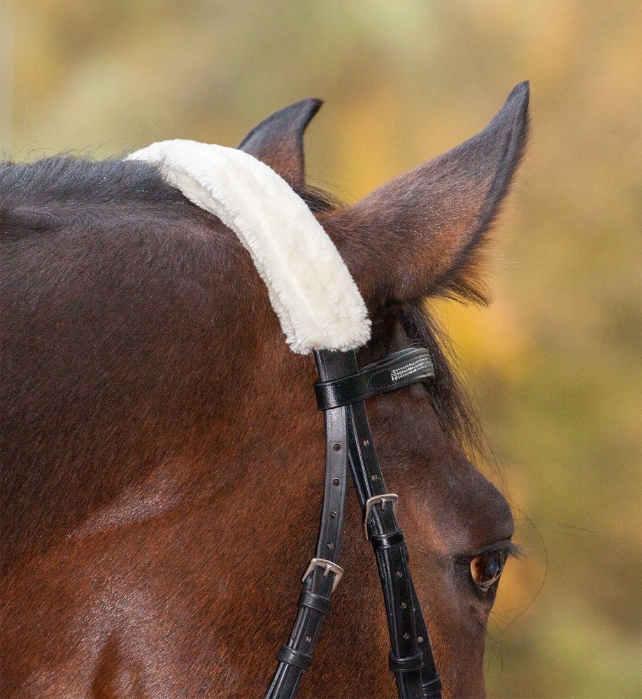 LAMB PARANASO OVERHEAD