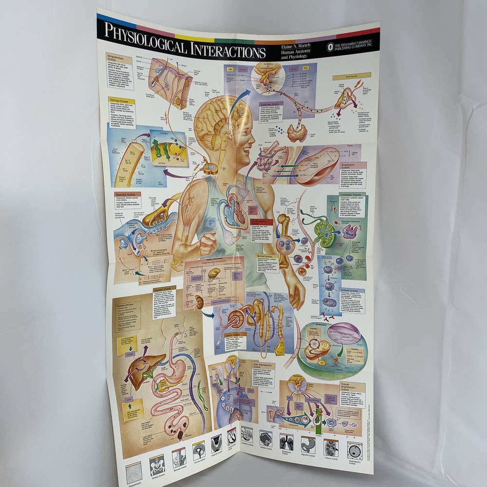 WALL CHART Physiological Interactions 21x32 8 Fold-out Panels 1989 poster