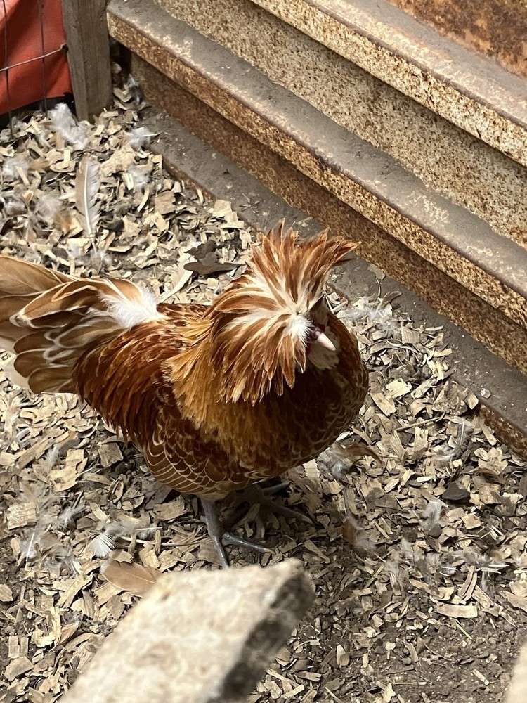 6 Chamois Spangled Appenzeller Spitzhauben Hatching Eggs 🥚🥚🥚🥚🥚🥚