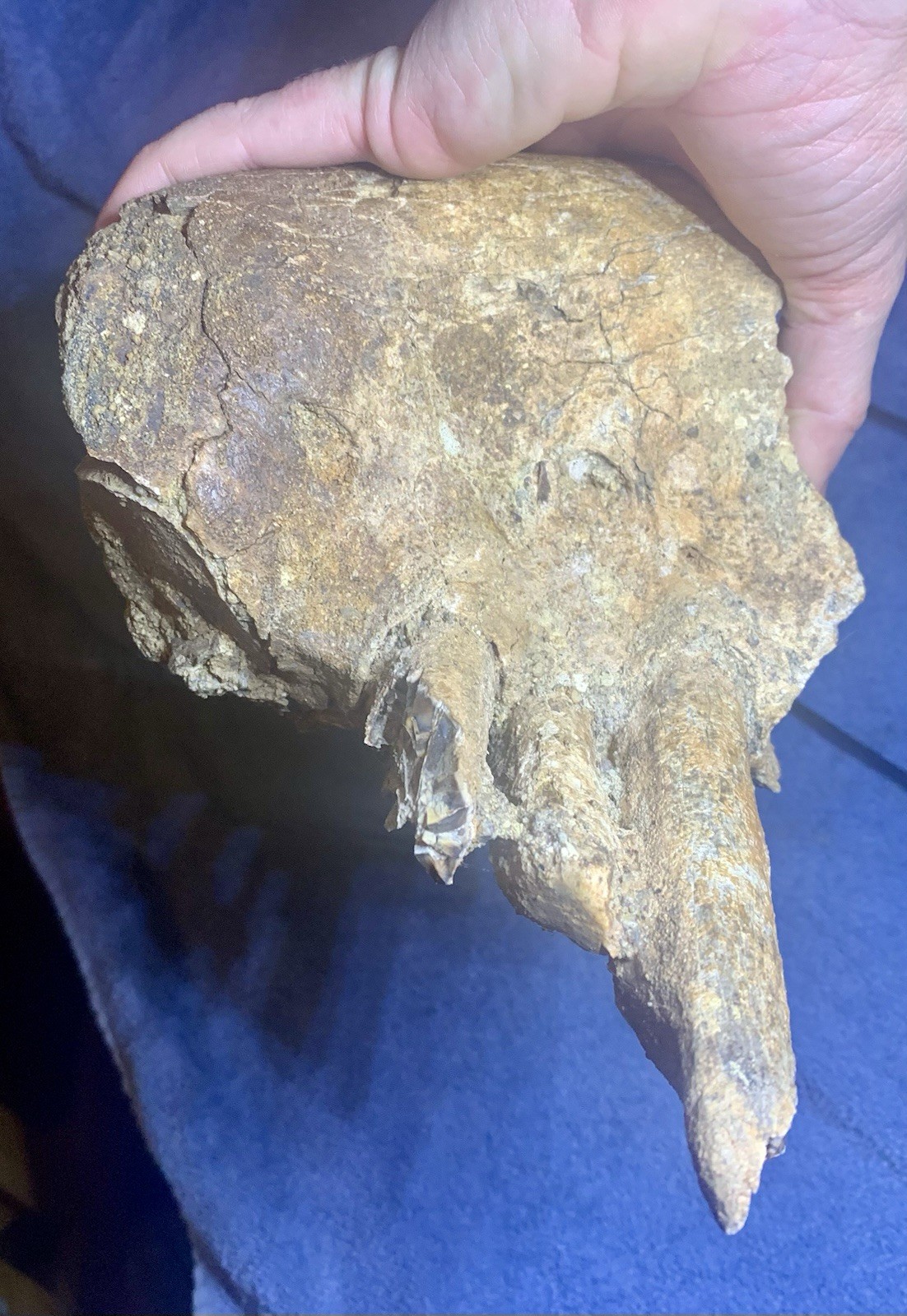 Hippopotamus Jaw Fossil, Indonesia Ice Age