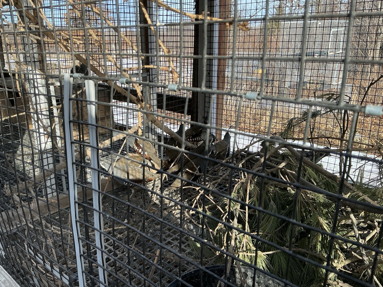 PRESALE Mountain Quail Hatching Eggs Qty 10+2 Shipping Late April Or May