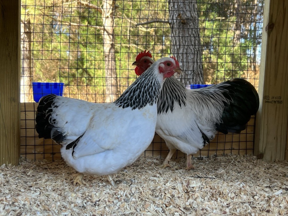 Assorted Bantam Hatching Eggs—Exhibition Line