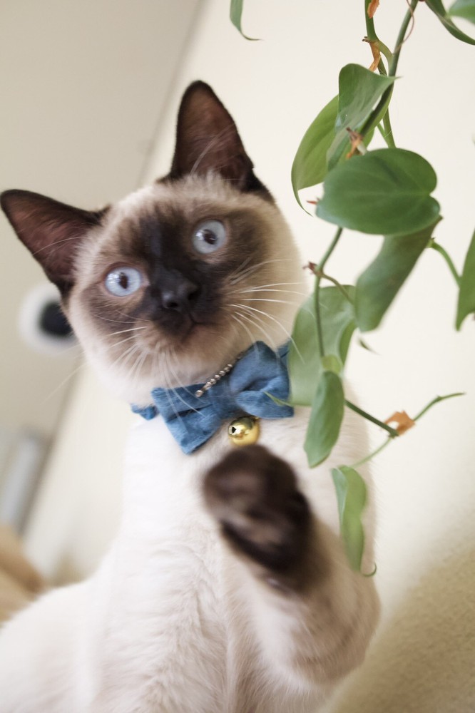 CAT PICS