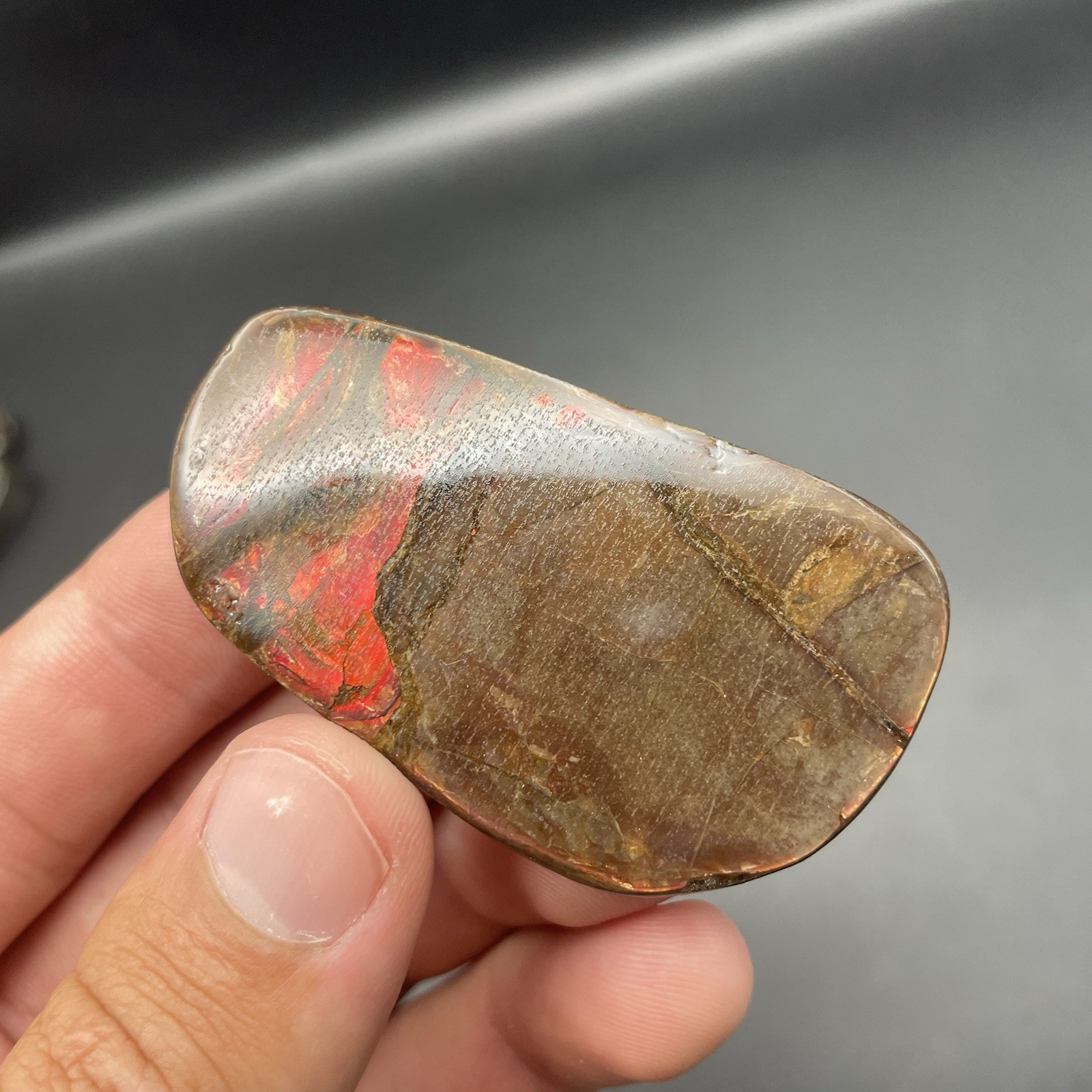 Beautiful Deep Red Ammonite Fossil Canadian Ammolite Alberta