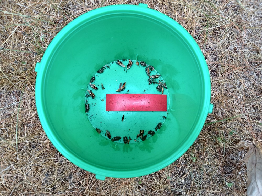 Squash Pumpkin Vine Borer Trap with Lure