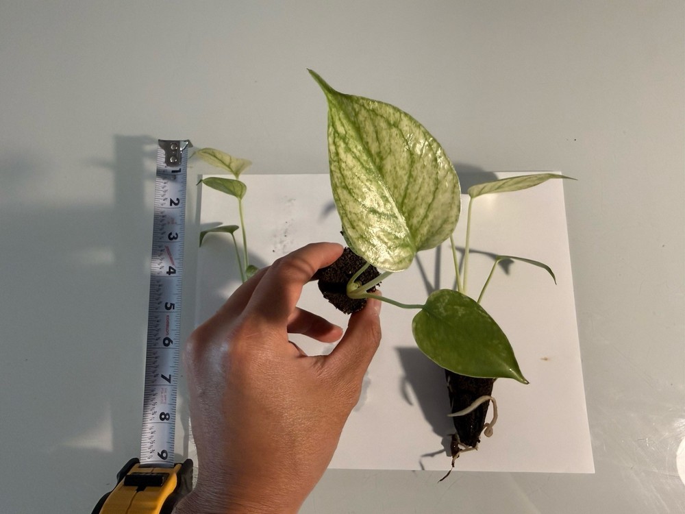 Rooted Variegated Monstera Mint (1 Plant)