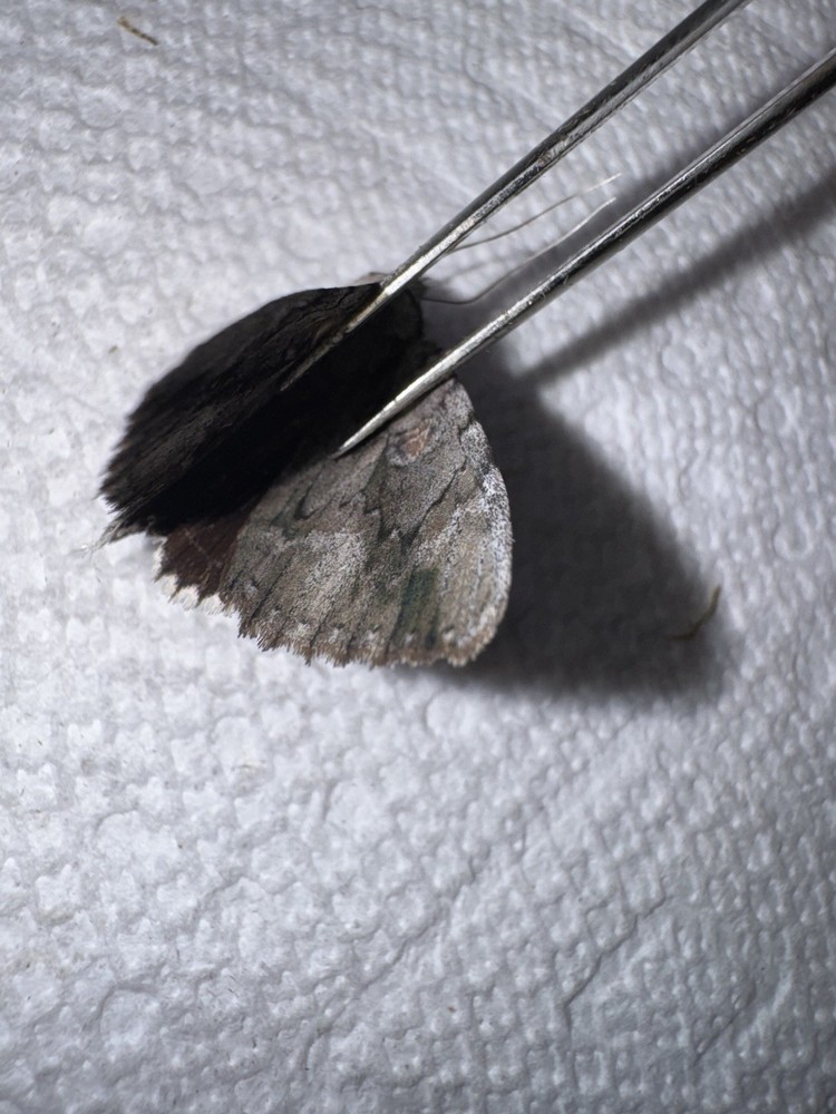 BY5 - BEAUTIFUL BLACK UNDERWING CATACOLA MOTH 3