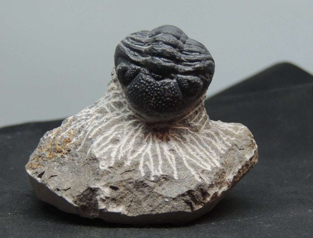 Devonian Phacops Fossil Trilobite 2 1/4" wide (t-4)
