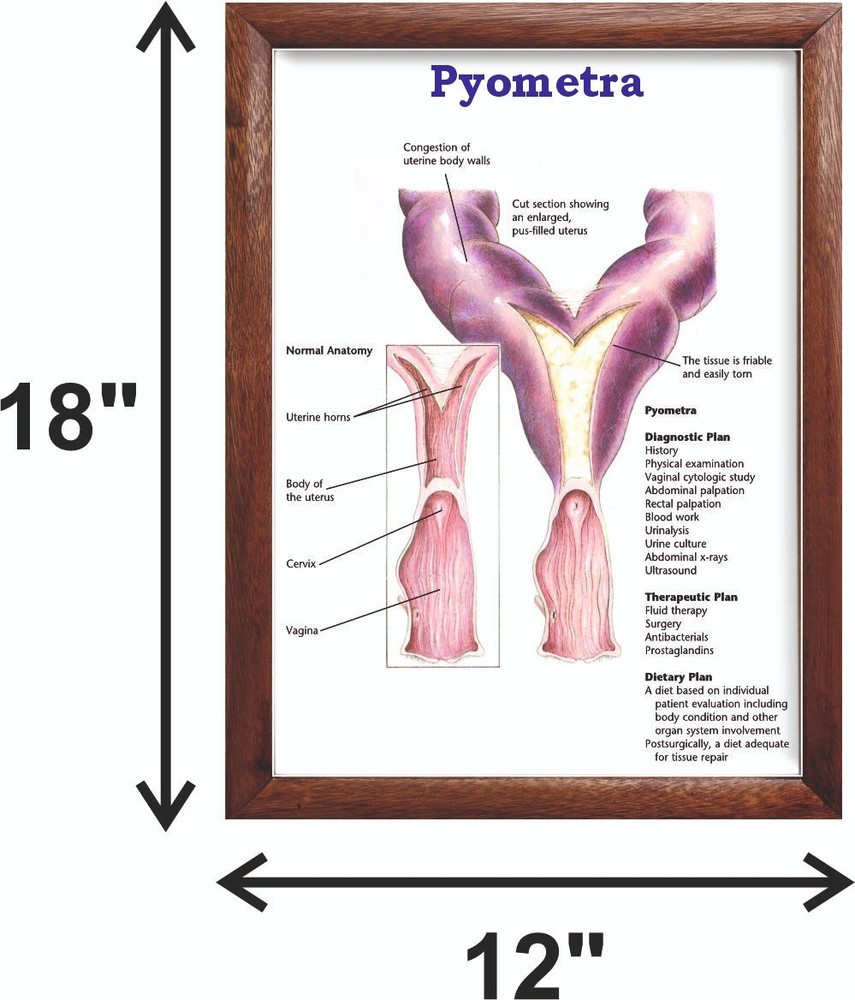Pyometra Chart 12x18 inches