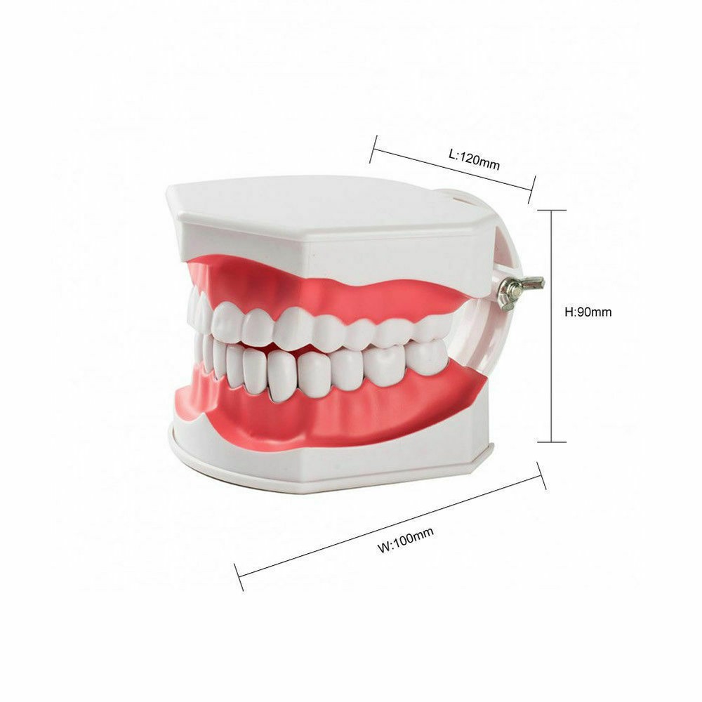 3 Pcs Dental Teaching Demonstration 2 Times Model With Removable Teeth&Toothbrus