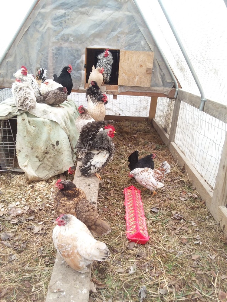10+ Fertile Serama Chicken Hatching Eggs