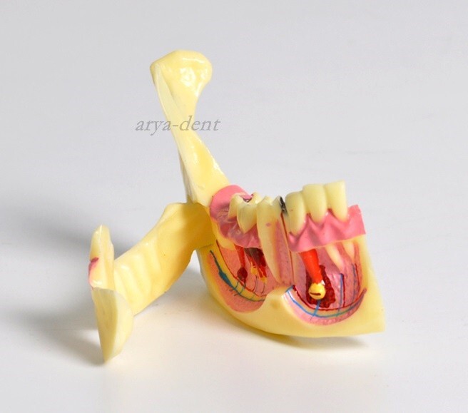 Dental Mandibular Tissue Teeth Anatomical Model Study Treatment Teach Model