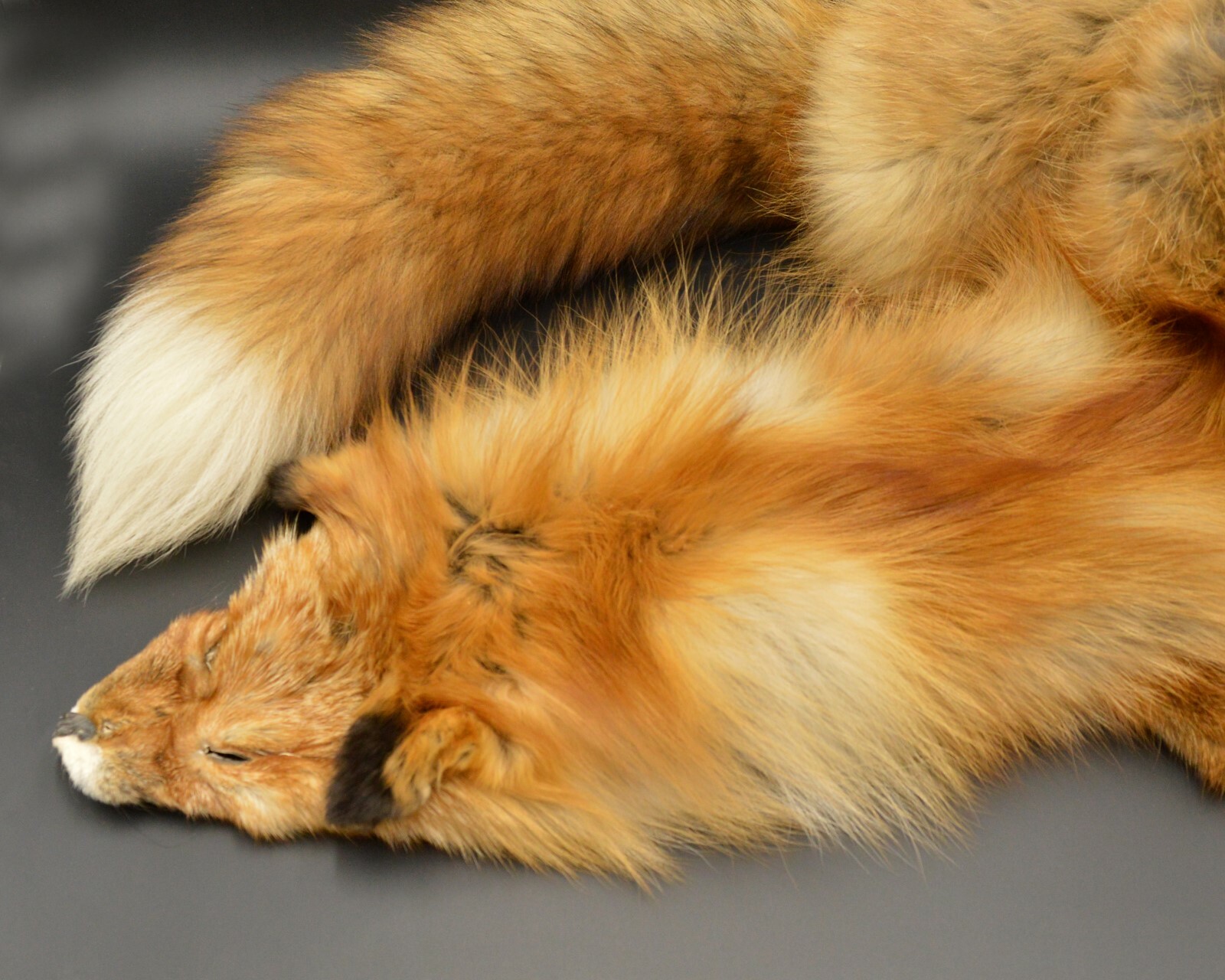 Tanned Red Fox Winter “Heavy Fur” Western Extra Large Premo (rfwhpremo)