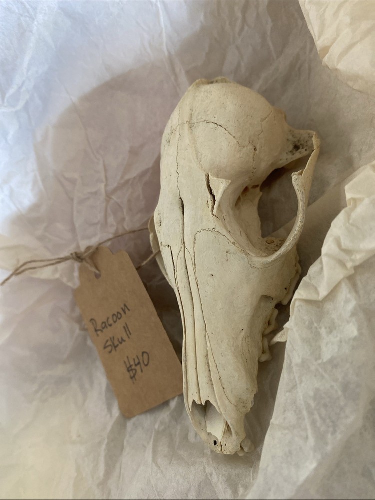 Racoon Skull