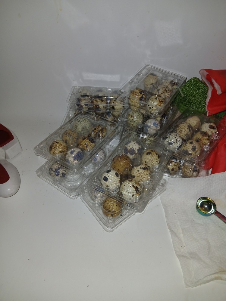 Jumbo Brown Coturnix Quail Hatching Eggs-24