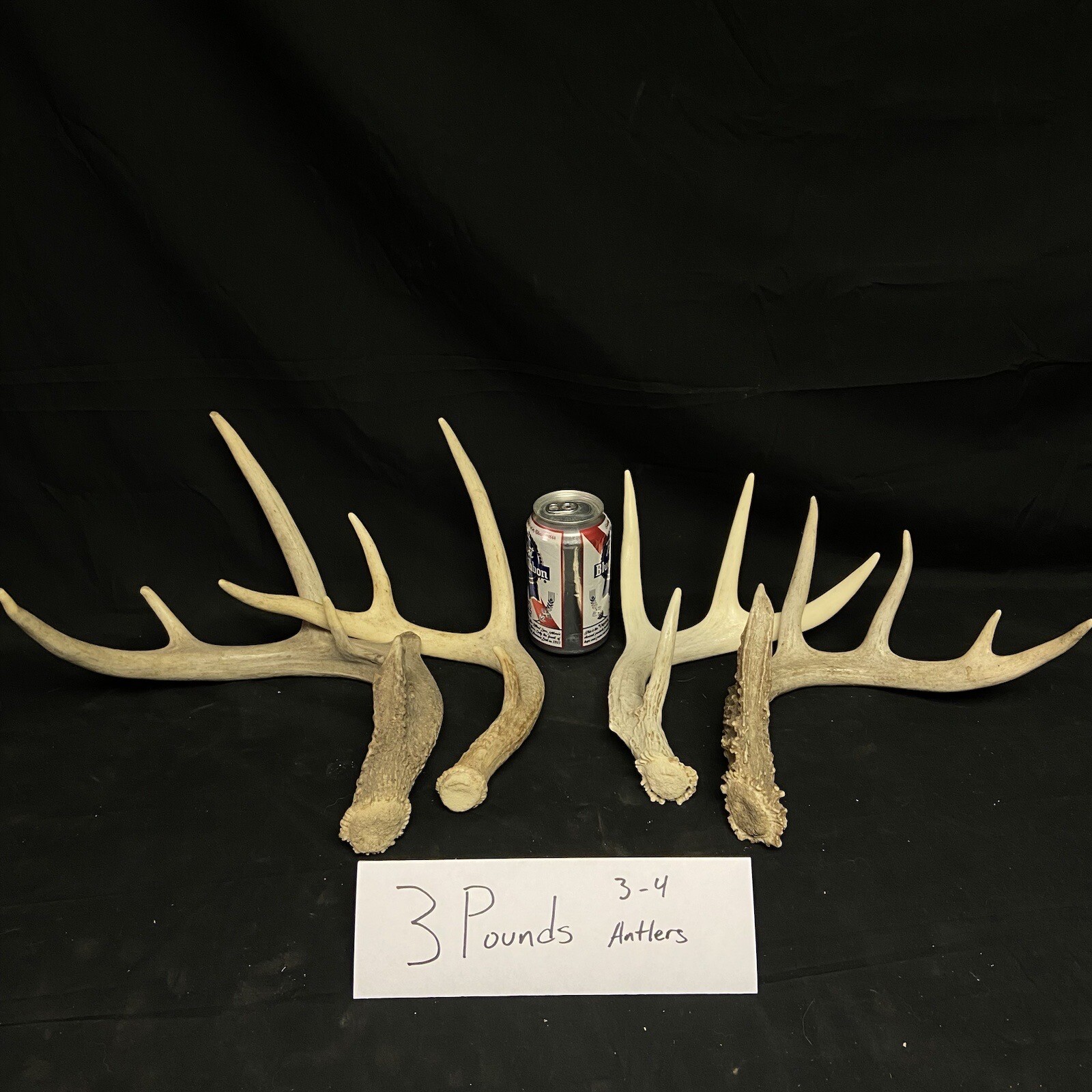 3, 5, 10 Pounds Premium A Grade Bulk Whitetail Deer Antlers - No Defects