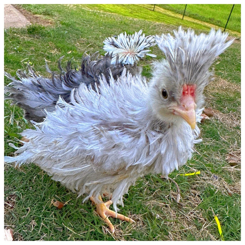 12 Polish Chicken Hatching Eggs (NPIP Certified)