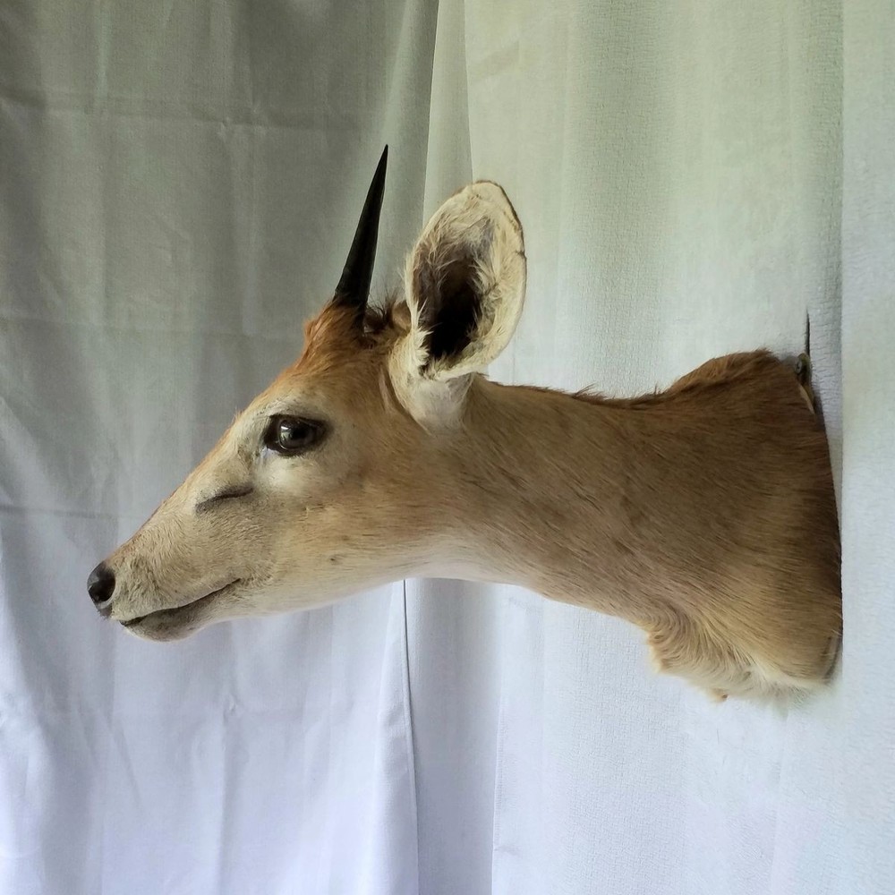 Duiker - Unusual Side-Sneak Pose