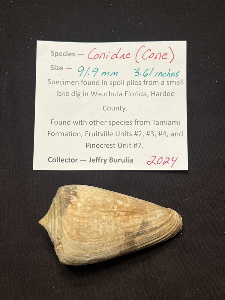 RARE Fossilized Conidae ( CONE ) Shell From Central Florida & BONUS Shell.