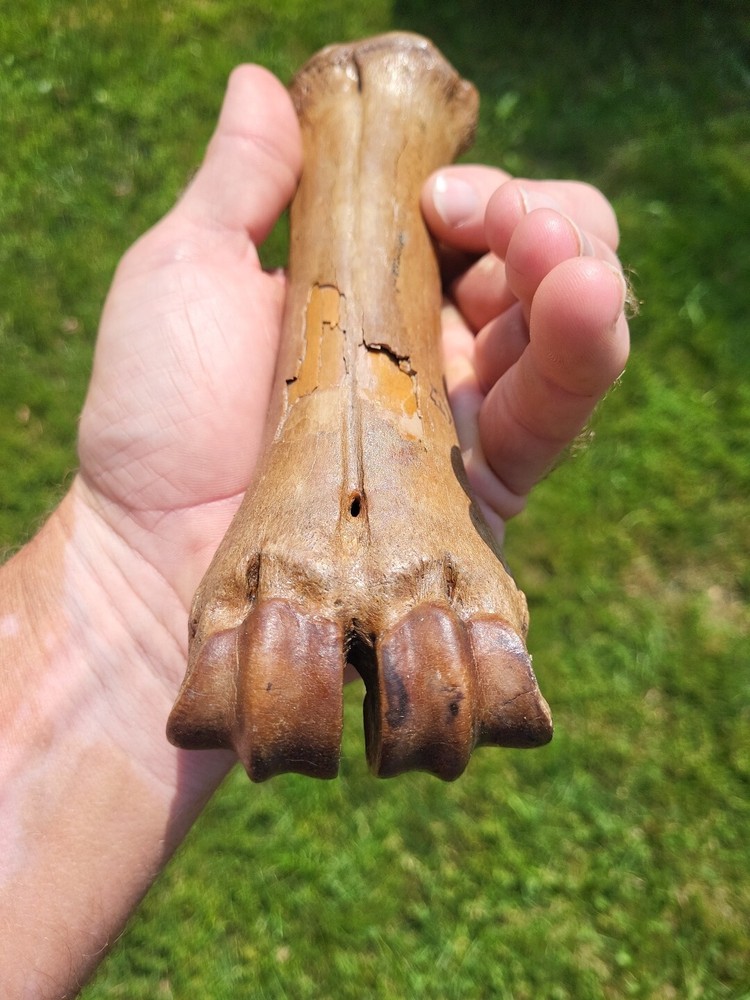 Bison metacarpal Historic bison foot bone
