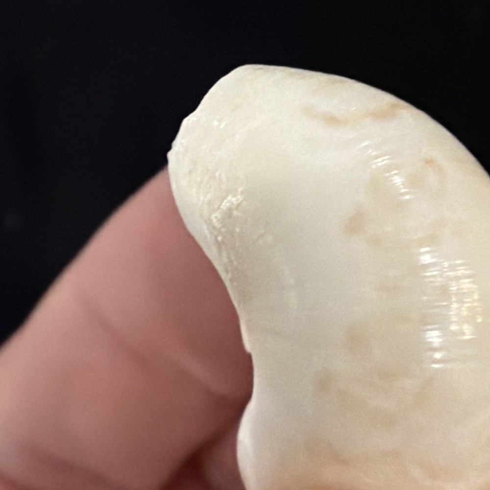 Natica Canrena Shell 25mm Florida (A695)