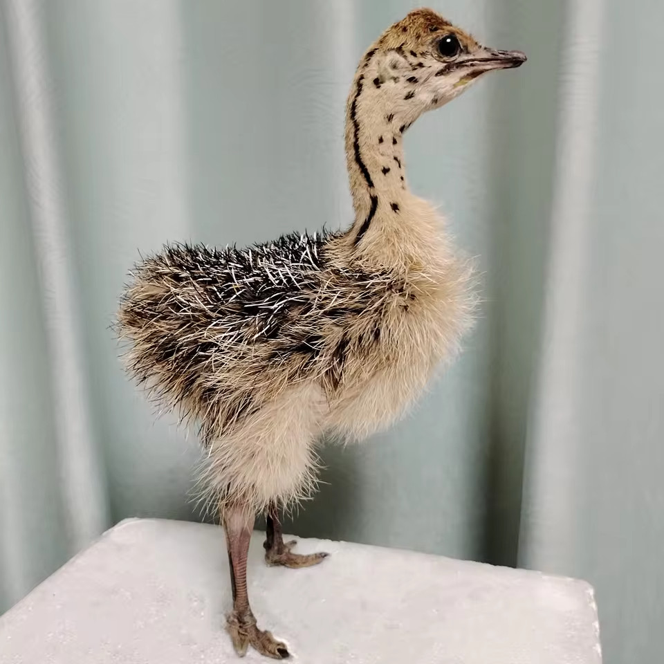 Taxidermy Baby Ostrich Stuffed Collectors Poultry Rare