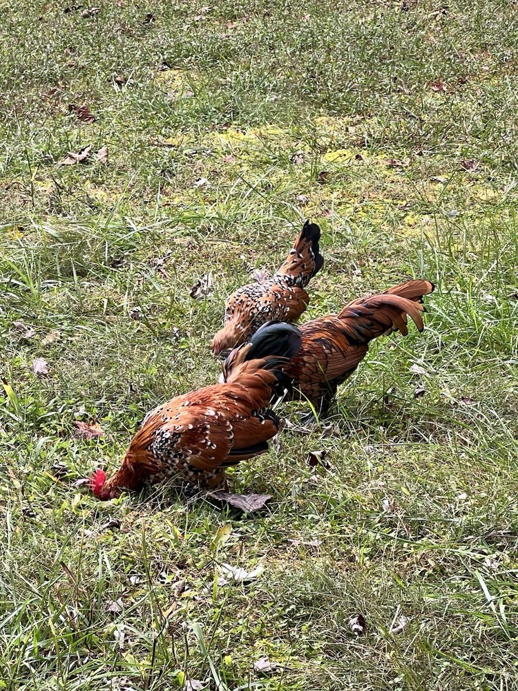 🐦‍🔥 Mille Fleur D'Uccle Bantam E G G S for HATCHING 🐦‍🔥