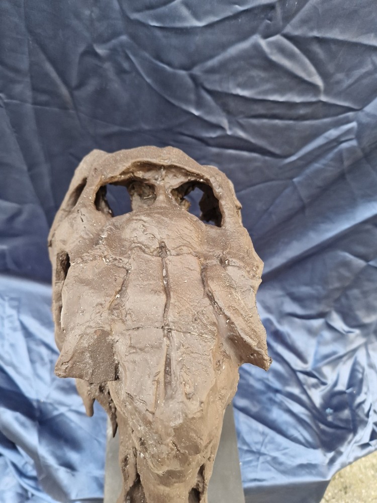 Androsaurus Head Fossil