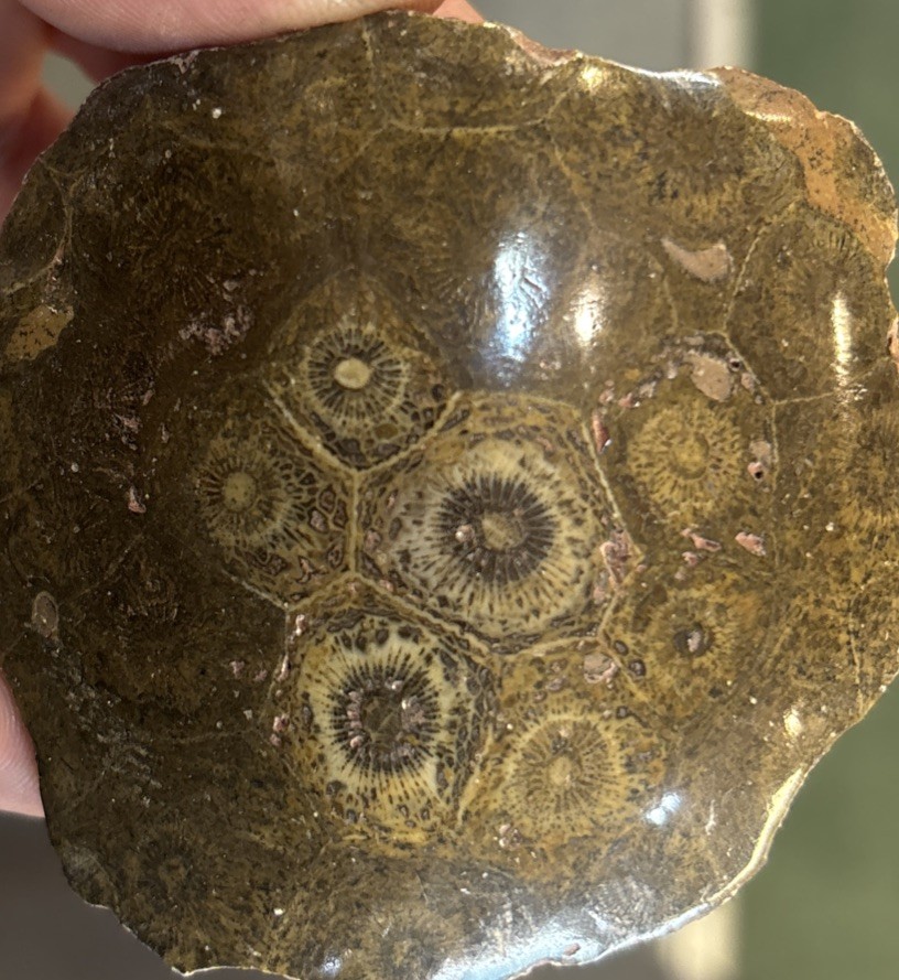 Petrified Coral End Polished