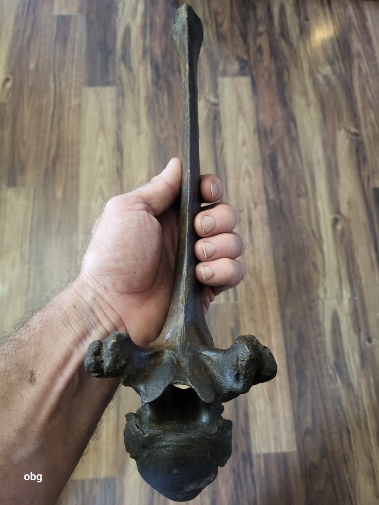 Historic Bison thoracic vertebra holocen era
