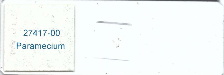 Paramecium w.m. Microscope Slide