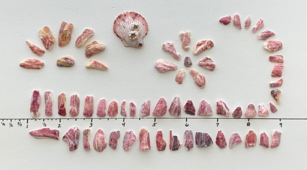 61 pc Barnacle Shells Beach Seashells Pink fragments art frame craft mixed media
