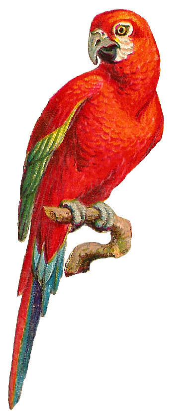 Temporary Tattoos - Parrot  (approx. 5"  each)