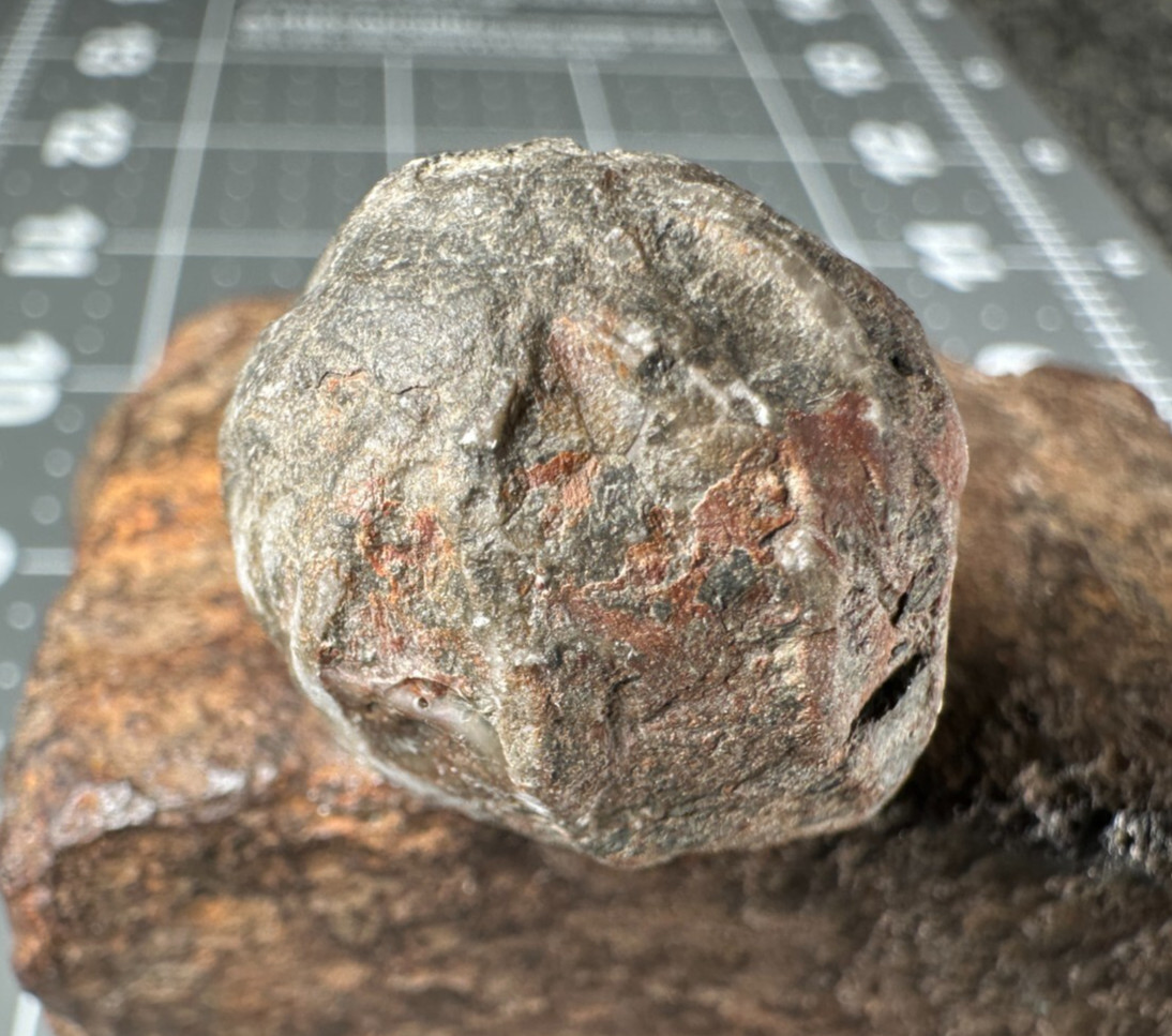 ➤ 7/8 Inch CYSTOID Fossil Specimen - Isle of Montreal Canada VIDEO➤159