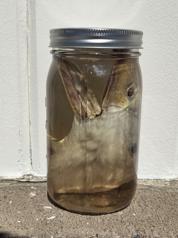 Duck Head Wet Specimen