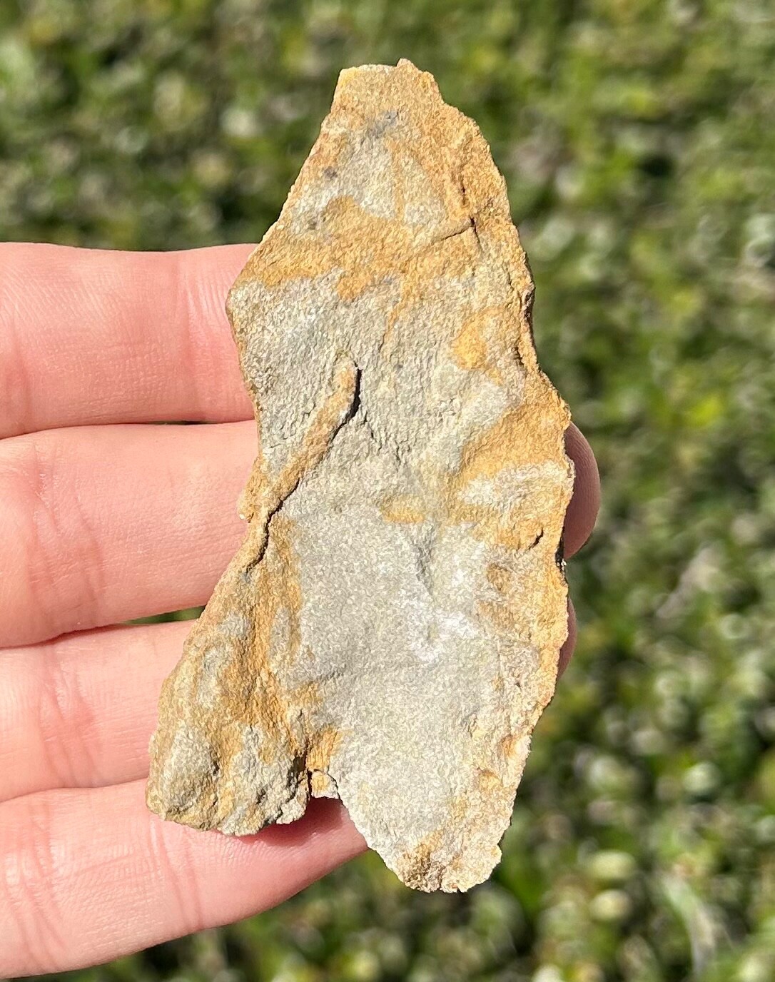 France Fossil Starfish in Matrix Asterie lumbricalis Triassic Age Echinoderm